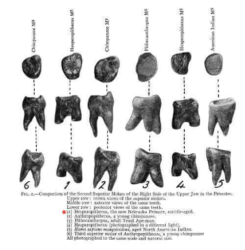 tooth-evolution