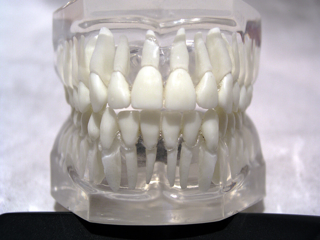 front-teeth